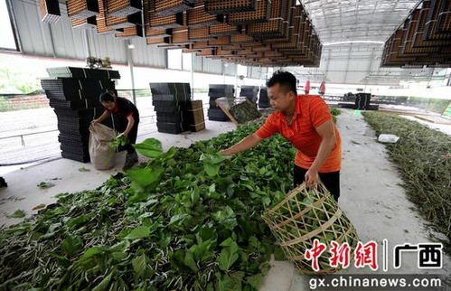 廣西融安縣種桑養蠶工廠化 結出脫貧致富繭，農作物種子經營助農增收