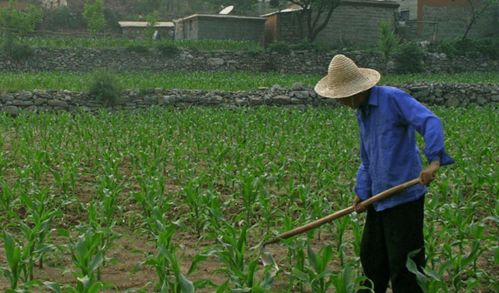 河北三權(quán)分置土地改革新動(dòng)向 農(nóng)民有望成為集體資產(chǎn)股東，助力農(nóng)作物種子經(jīng)營(yíng)發(fā)展