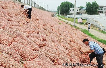 極早熟大櫻桃品種 市場潛力與農(nóng)作物種子經(jīng)營策略